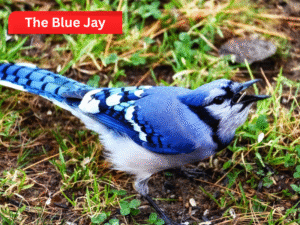 Blue Jay B