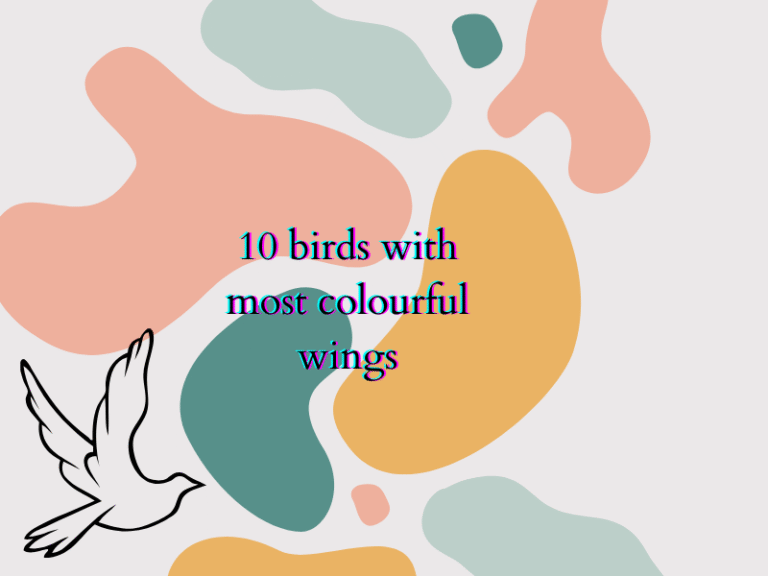 10 Most Colourful Birds in the World with Stunning Wings | Nature’s Living Rainbows