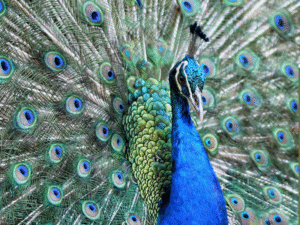 Indian Peafowl (Peacock) B