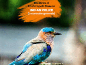 Indian Roller B