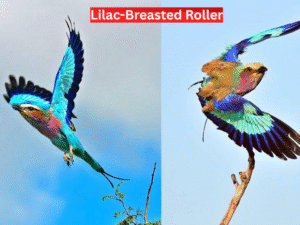 Lilac-Breasted Roller B