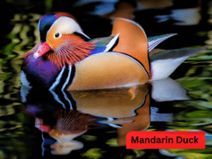Mandarin Duck B