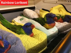Rainbow Lorikeet B