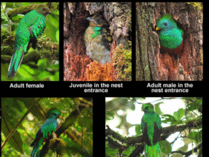 Resplendent Quetzal B