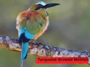 Turquoise-Browed Motmot B