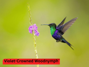 Violet-Crowned Woodnymph B